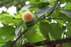 Anthocephalus chinensis